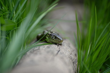 Green lizard