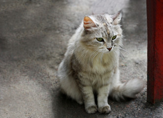 The cat near the post.