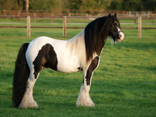 Standing Stallion