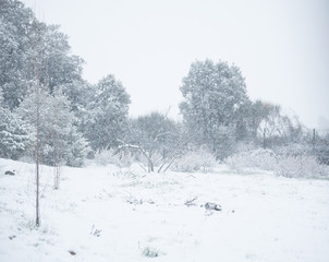 winter landscape snow nature forest