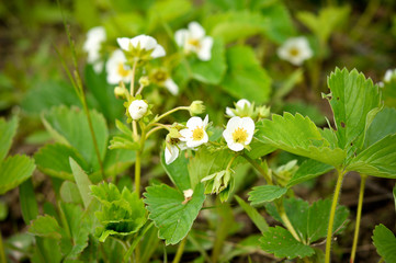 flower, nature, white, daisy, green, plant, summer, spring, garden, grass, flowers, field, blossom, flora, yellow, camomile, bloom, meadow, macro, floral, petal, wild, natural, strawberry, chamomile
