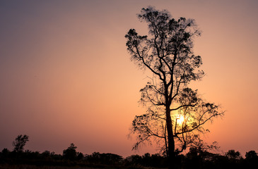 Fototapeta na wymiar tree and branch with sunset,silhouette background.