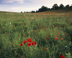 Evening sun on a vibrant red poppy field