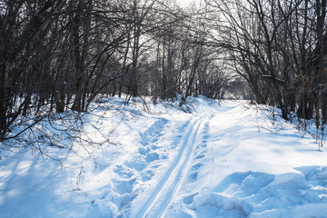 Ski track in the forest among the trees