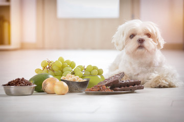 Little dog and food toxic to him