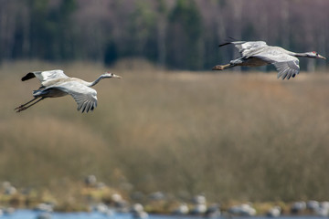 Common crane dancing in Sweden