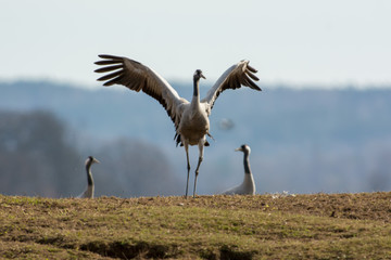 Common crane dancing in Sweden