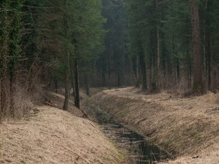 Bachlauf im Wald beim Ried