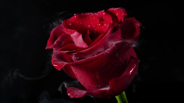 Smoke and a beautiful rose.