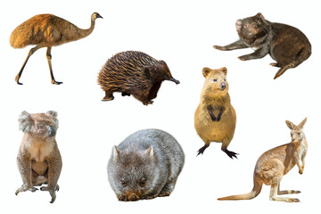 Collage of Australian animals, isolated on white background. The Emu, Echidna, Tasmanian Devil,...