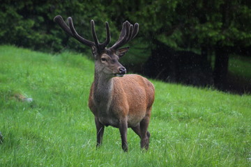 Deer in the rain