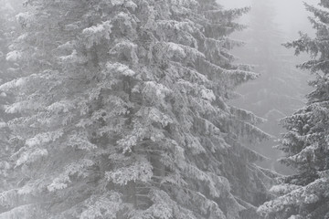 horizontal background of detail of snow covered forest in winter