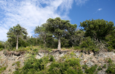 Powerful juniper trees on blue sky background in summer.