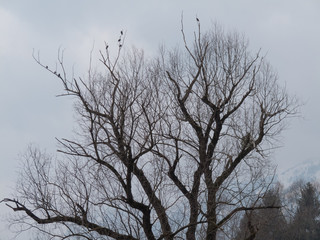 Fototapeta na wymiar Solitäre Bäume im März
