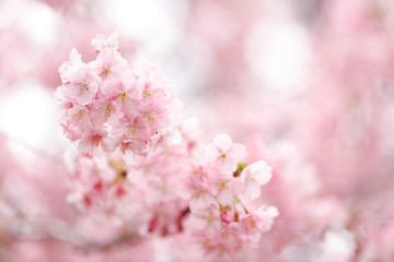 河津桜