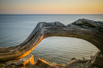 Fototapeta premium Sunlit curved tree trunk against the sea at sunset in summer.