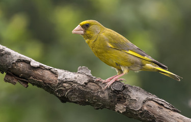 Greenfinch