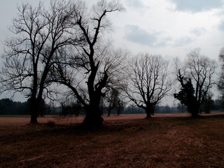Solitäre Bäume im März