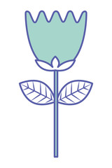 flower tulip stem petals decoration