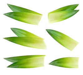 Pineapple leaves isolated on white background. Fresh green leaves collection. With clipping path. Full depth of field.