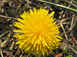 Dandelions