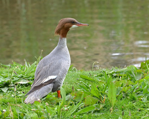 Goosander