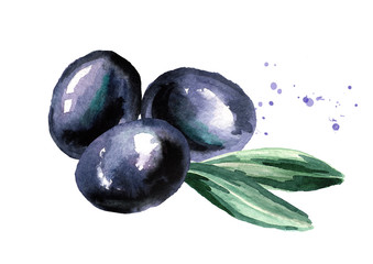 Black Olive fruit and leaves. Watercolor hand drawn illustration, isolated on white background
