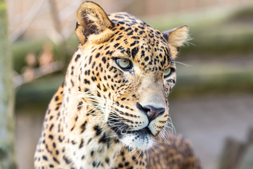 cejlon Sri Lankan leopard, (Panthera pardus kotiya)