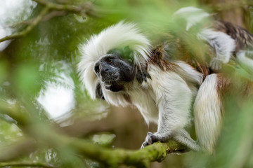 tamarin family with small baby