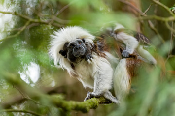 tamarin family with small baby