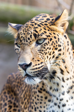 cejlon Sri Lankan leopard, (Panthera pardus kotiya)