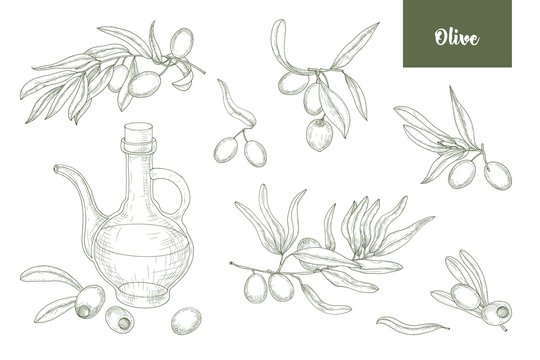 Bundle of olive tree branches with leaves, fruits or drupes and extra virgin oil in glass pitcher hand drawn with contour lines on white background. Detailed drawings. Monochrome vector illustration.