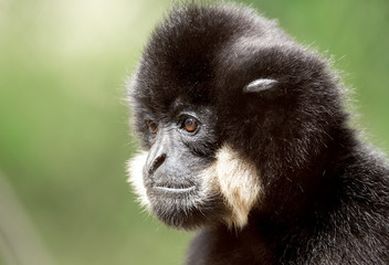 primate gibbon (Nomascus gabriellae)