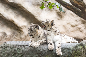 cat snow leopard - Irbis, Uncia uncia