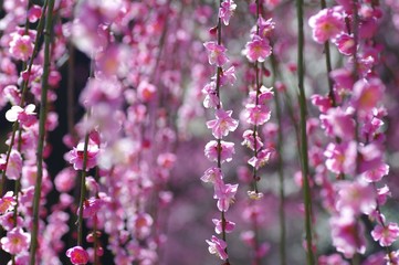 Obraz na płótnie Canvas 枝垂れ梅の花