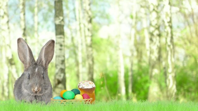 gray rabbit and easter eggs on green grass