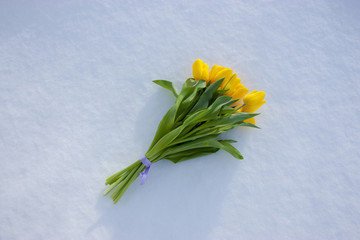 Yellow tulips isolated on a white background. Bouquet of flowers on snow