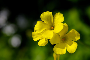 Spring, Flowers, Macro