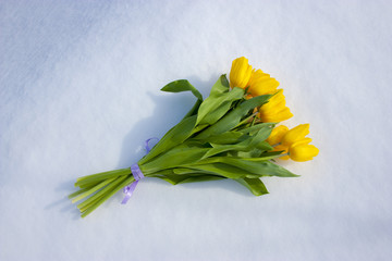 Yellow tulips isolated on a white background. Bouquet of flowers on snow