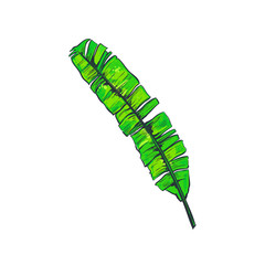 Banana leaf. Tropical flower. Vector hand drawn illustration