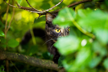 Katze in Natur hinter Blättern