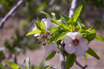 grove of almond trees