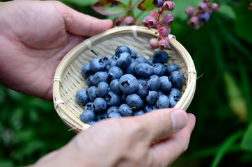 ブルーベリーの収穫