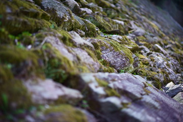 城壁の苔むした石組み