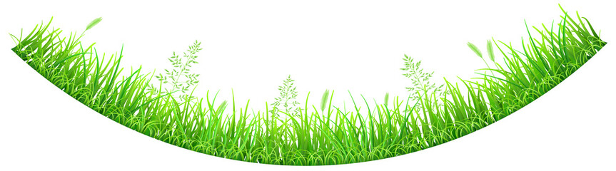 Fototapeta premium Green grass and spikelets in the shape of an inverted arc on white background