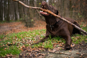 Hund mit Stock im Wald