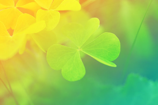 Clover petals, gentle green background, toned, soft focus. St. Patrick's day holiday symbol.