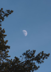 Moon showing up in the blue sky behind trees