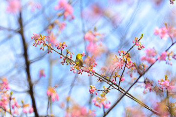 桜と小鳥