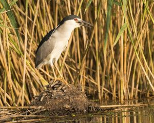 Black - crowned Night Heron